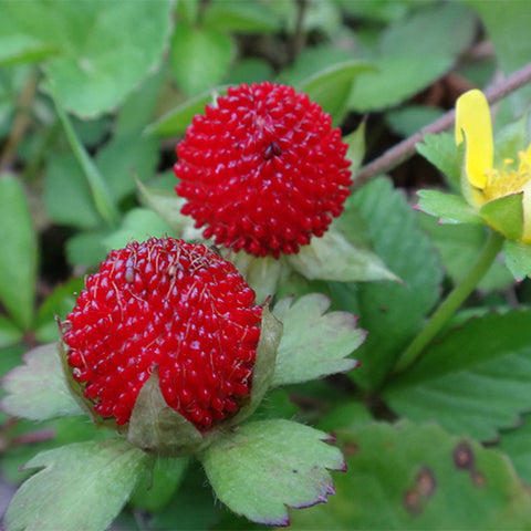Duchesnea-Indica-Indian-Mockstrawberry-Seeds