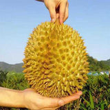 Durio zibethinus & Ganyao durian Seeds