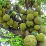 Durio zibethinus & Ganyao durian Seeds