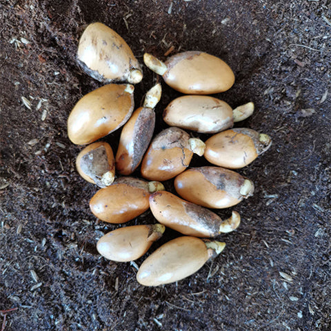 Durio zibethinus & Ganyao durian Seeds