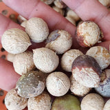 Dypsis Decaryi & Triangle Palm Seeds