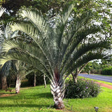 Dypsis Decaryi & Triangle Palm Seeds