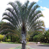 Dypsis Decaryi & Triangle Palm Seeds