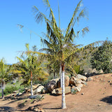 Dypsis Leptocheilos & Redneck Palm Seeds