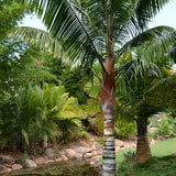 Dypsis Leptocheilos & Redneck Palm Seeds