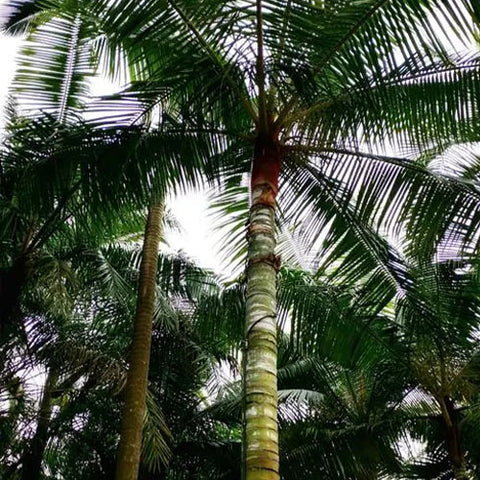 Dypsis Leptocheilos & Redneck Palm Seeds