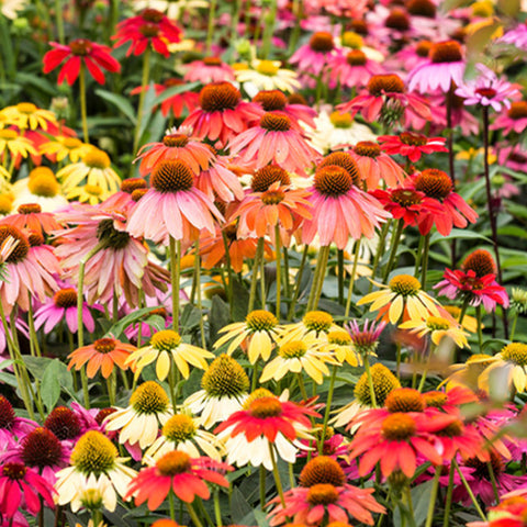 Echinacea Purpurea & Echinacea Seeds