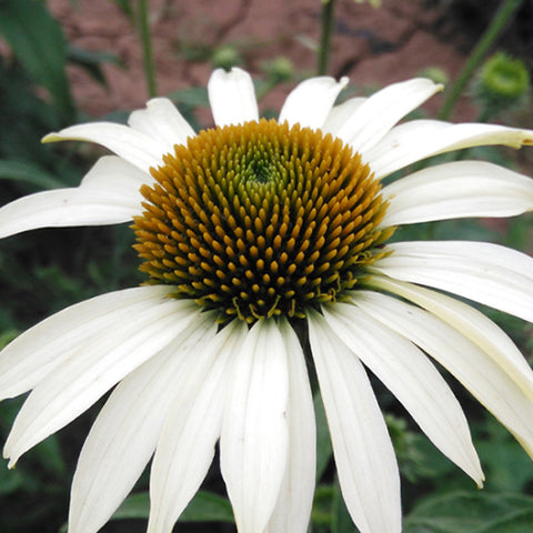 Echinacea Purpurea & Prairie Coneflower Seeds