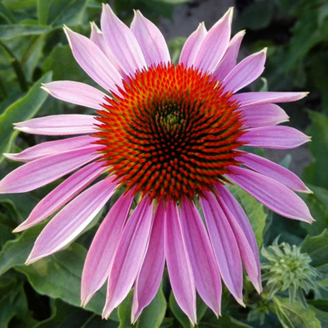 Echinacea Purpurea & Prairie Coneflower Seeds