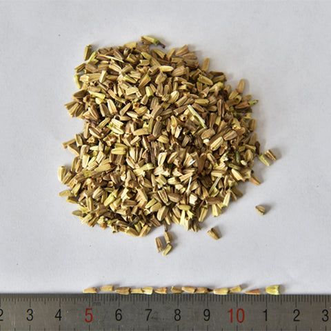 Echinacea-Purpurea-Purple-Coneflower-Seeds