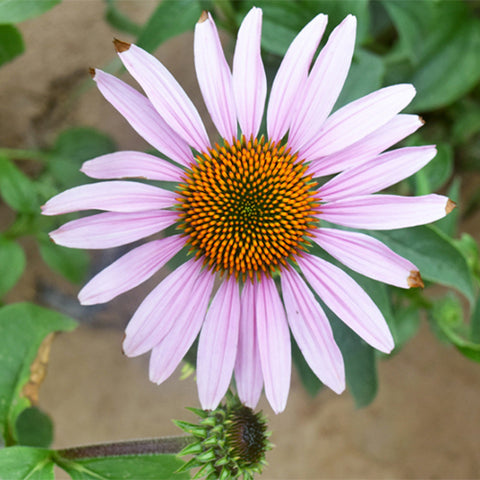 Echinacea-Purpurea-Purple-Coneflower-Seeds