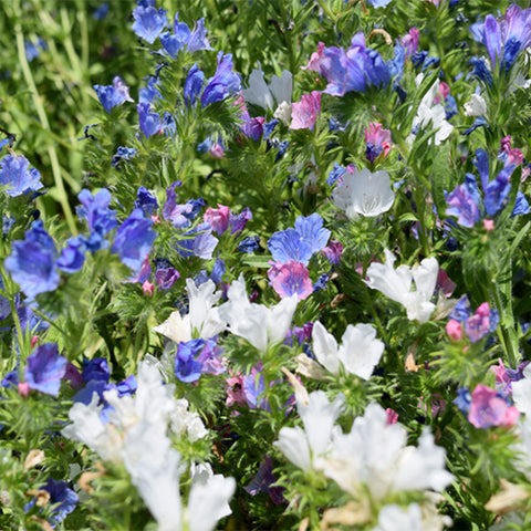 Echium-Vulgare-Seeds