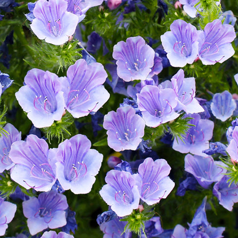 Echium Vulgare & Vipers Bugloss Seeds