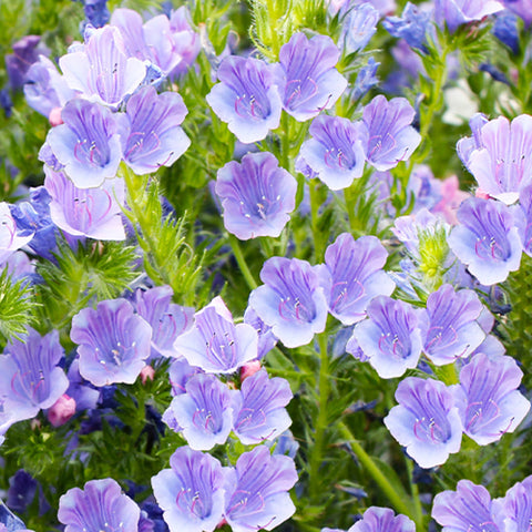 Echium Vulgare & Vipers Bugloss Seeds