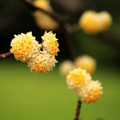 Edgeworthia-chrysantha-Oriental-Paperbush-Flower-Seeds