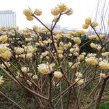 Edgeworthia-chrysantha-Oriental-Paperbush-Flower-Seeds