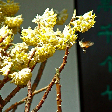 Edgeworthia-chrysantha-Oriental-Paperbush-Flower-Seeds