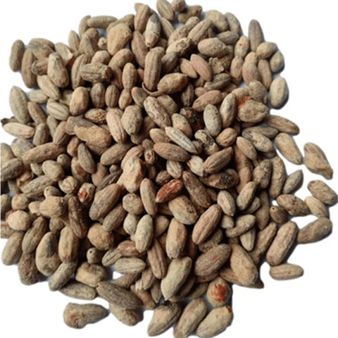 Elaeagnus-angustifolia-Russian-olive-Seeds