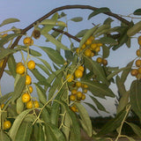 Elaeagnus-angustifolia-Russian-olive-Seeds