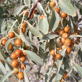 Elaeagnus-angustifolia-Russian-olive-Seeds