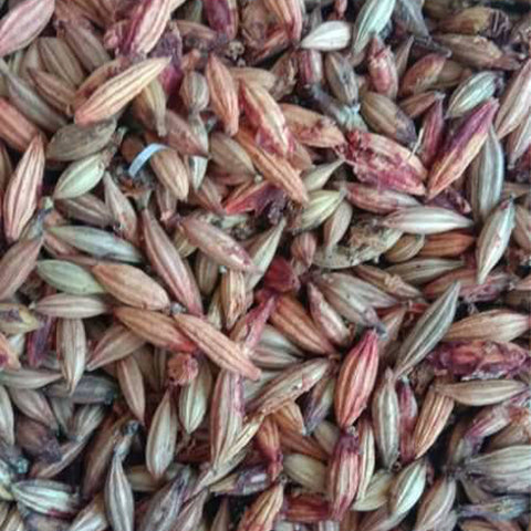 Elaeagnus conferta & Elaeagnus densiflora Seeds