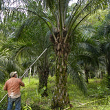 Elaeis Guineensis & African Oil Palm Seeds