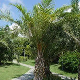 Elaeis Guineensis & African Oil Palm Seeds