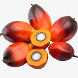 Elaeis Guineensis & African Oil Palm Seeds