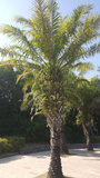 Elaeis Guineensis & African Oil Palm Seeds