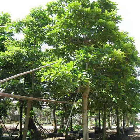 Elaeocarpus balansae & Daye Du ying Seeds