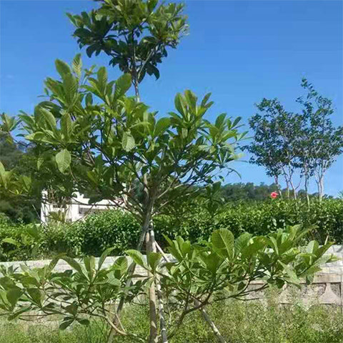 Elaeocarpus balansae & Daye Du ying Seeds