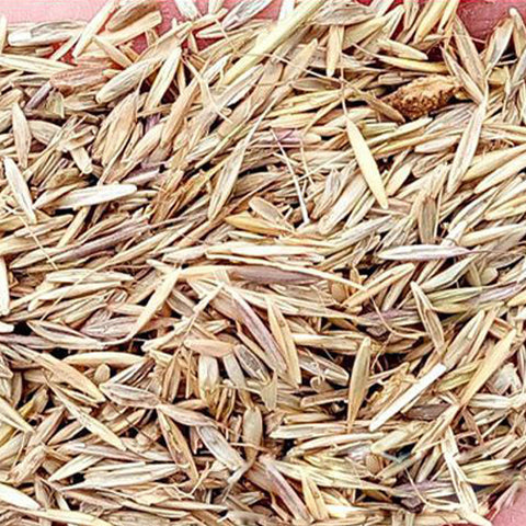 Elymus-dahuricus-Seeds