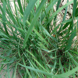 Elymus-dahuricus-Seeds