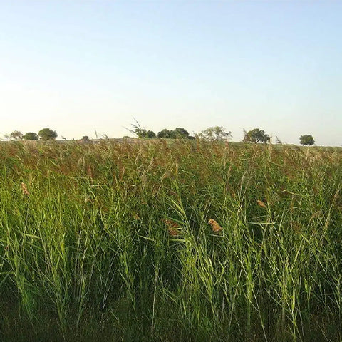 Elymus-dahuricus-Seeds