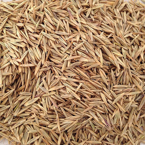 Elymus-sibiricus-Old-mang-wheat-Seeds