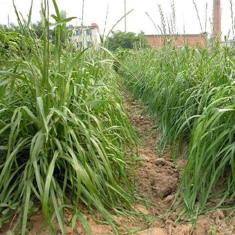 Elymus-sibiricus-Old-mang-wheat-Seeds