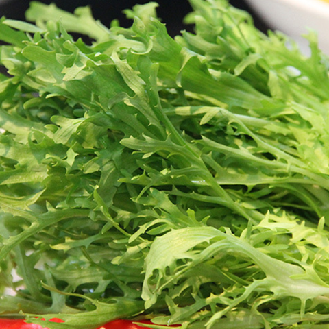 Chjcory & Endive Seeds