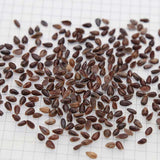 Ephedra-Sinica-Ma-Huang-Seeds