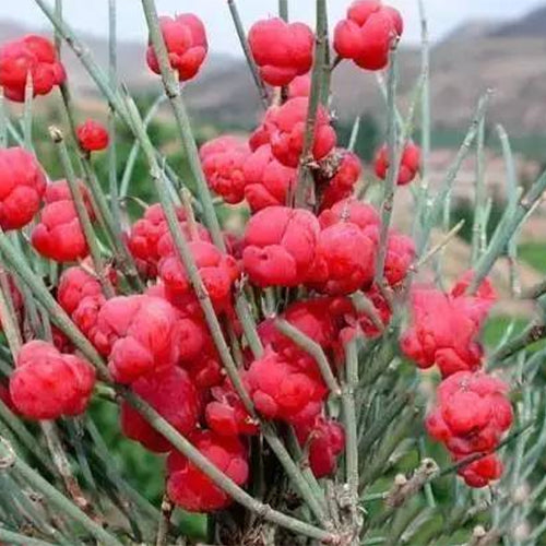 ma huang plant seeds Ephedra Sinica & Ma Huang Seeds – HeYou Seeds