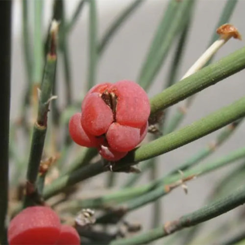 ma huang plant seeds Ephedra Sinica & Ma Huang Seeds – HeYou Seeds