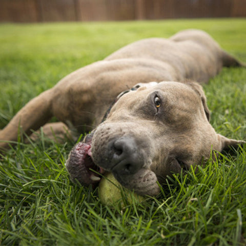 Eremochloa-ophiuroides-Centipedegrass-Seeds
