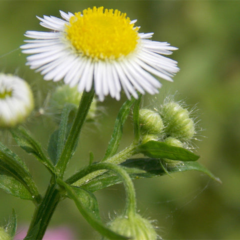 Erigeron-Acer-Bitter-Fleabane-Seeds