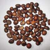 Eriobotrya-japonica-Loquat-Seeds