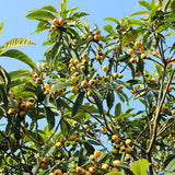 Eriobotrya-japonica-Loquat-Seeds