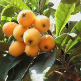 Eriobotrya-japonica-Loquat-Seeds