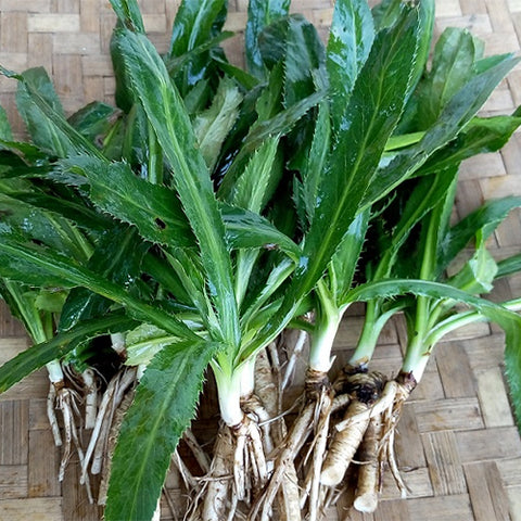 Eryngium-Foetidum-Culantro-Seeds