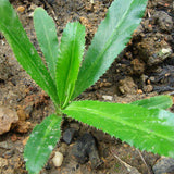 Eryngium-Foetidum-Culantro-Seeds