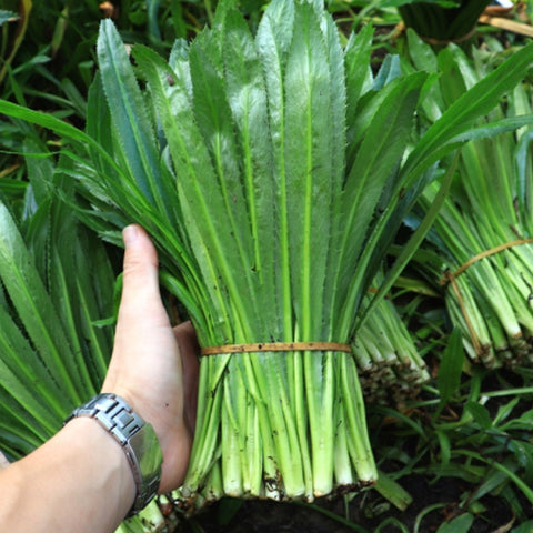 Eryngium-Foetidum-Culantro-Seeds