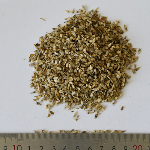 Eryngium-Seeds