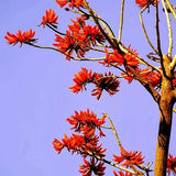 Erythrina crista-galli & Cockspur coral tree Seeds